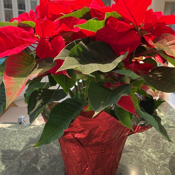 Meet your Posher, Naomi - Picture 2 of 2